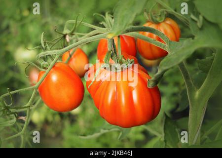 Tomaten wachsen im Gewächshaus. Blick auf rote Birnentomaten, die vor der Ernte im Busch reifen Stockfoto