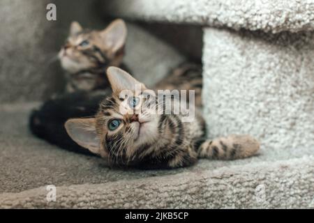 Zwei junge, niedliche bengal-Kätzchen, die drinnen auf einem weichen Katzenregal eines Katzenhauses sitzen. Stockfoto