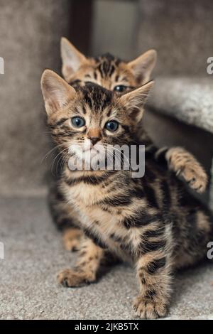 Zwei junge, niedliche bengal-Kätzchen, die drinnen auf einem weichen Katzenregal eines Katzenhauses sitzen. Stockfoto