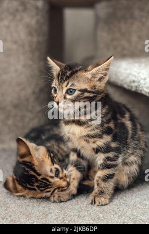 Zwei junge, niedliche bengal-Kätzchen, die drinnen auf einem weichen Katzenregal eines Katzenhauses sitzen. Stockfoto