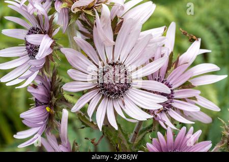 Berkheya purpurea 'Zulu Warrior' eine Sommerherbstblühende Pflanze mit einer blassvioletten Sommerblüte, die allgemein als Purple Berkheya, Stock ph, bekannt ist Stockfoto