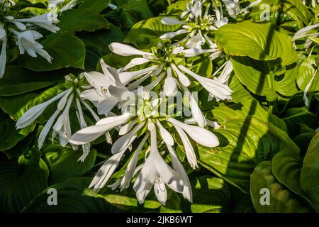 Große weiße Blüten der Hosta capitata Pflanze Stockfoto