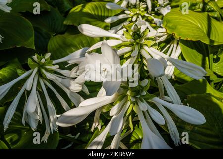 Große weiße Blüten der Hosta capitata Pflanze Stockfoto