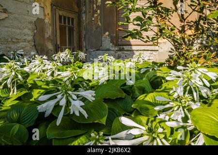 Große weiße Blüten der Hosta capitata Pflanze Stockfoto