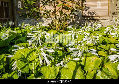 Große weiße Blüten der Hosta capitata Pflanze Stockfoto