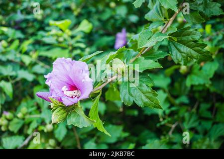 Lila Hibiskusblüten aus dem Garten. Nahaufnahme von rosa und violetten Hibiskusblüten. Sommerblumen, die im Garten wachsen. Stockfoto