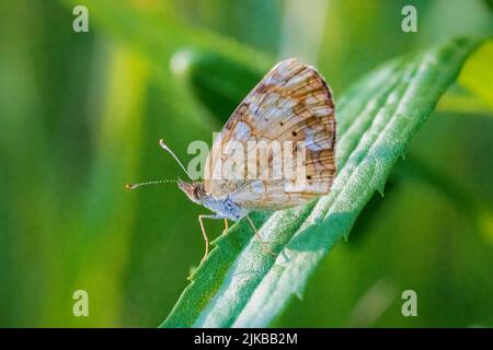 Das Fotografieren von Schmetterlingen im Juli und August in den verschiedenen Naturschutzgebieten und Landvereine in Door County Wisconsin bringt mich nach draußen und aktiv. Stockfoto