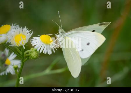 Das Fotografieren von Schmetterlingen im Juli und August in den verschiedenen Naturschutzgebieten und Landvereine in Door County Wisconsin bringt mich nach draußen und aktiv. Stockfoto