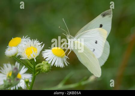 Das Fotografieren von Schmetterlingen im Juli und August in den verschiedenen Naturschutzgebieten und Landvereine in Door County Wisconsin bringt mich nach draußen und aktiv. Stockfoto