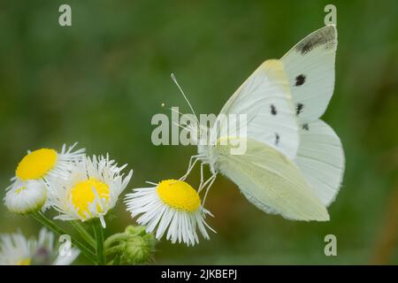 Das Fotografieren von Schmetterlingen im Juli und August in den verschiedenen Naturschutzgebieten und Landvereine in Door County Wisconsin bringt mich nach draußen und aktiv. Stockfoto