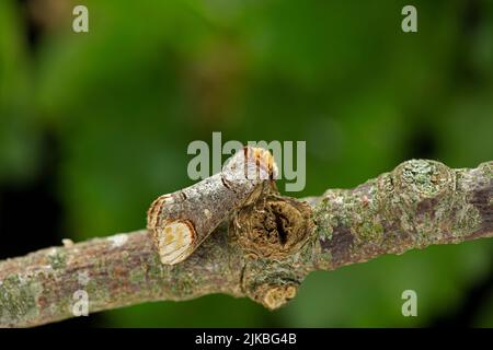 Buff Tip Moth: Phalera bucephala. Getarnt auf Zweig. Devon, Großbritannien Stockfoto