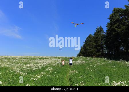 Zwei Kinder auf einem Kamillenfeld fliegen einen Drachen in den Himmel. Kinder spielen im Sommer gegen den blauen Himmel auf dem Feld Stockfoto