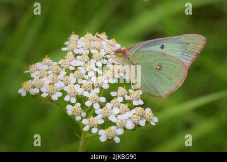 Das Fotografieren von Schmetterlingen im Juli und August in den verschiedenen Naturschutzgebieten und Landvereine in Door County Wisconsin bringt mich nach draußen und aktiv. Stockfoto