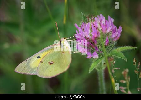 Das Fotografieren von Schmetterlingen im Juli und August in den verschiedenen Naturschutzgebieten und Landvereine in Door County Wisconsin bringt mich nach draußen und aktiv. Stockfoto