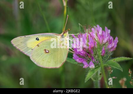 Das Fotografieren von Schmetterlingen im Juli und August in den verschiedenen Naturschutzgebieten und Landvereine in Door County Wisconsin bringt mich nach draußen und aktiv. Stockfoto