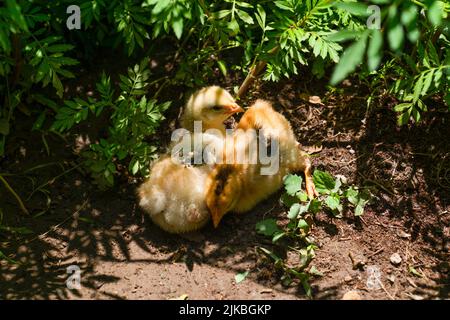 Zwei gelbe Hühnerküken liegen im Schatten des Grüns Stockfoto