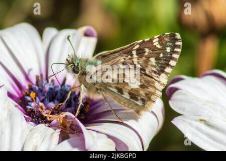 Pyrgus onopordi, Rosy Grizzled Skipper Butterfly Stockfoto