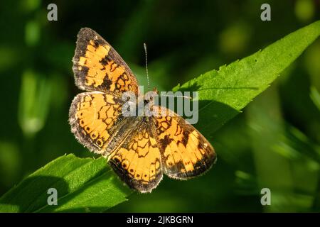 Das Fotografieren von Schmetterlingen im Juli und August in den verschiedenen Naturschutzgebieten und Landvereine in Door County Wisconsin bringt mich nach draußen und aktiv. Stockfoto