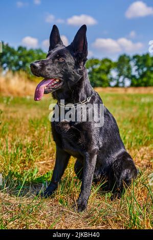 Ein Schäferhund mit schwarzem Fell sitzt auf einer Wiese. Stockfoto