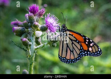 Das Fotografieren von Schmetterlingen im Juli und August in den verschiedenen Naturschutzgebieten und Landvereine in Door County Wisconsin bringt mich nach draußen und aktiv. Stockfoto