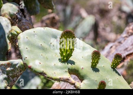 Opuntia ficus indica, stachelige Birnenpflanze Stockfoto