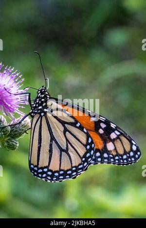 Das Fotografieren von Schmetterlingen im Juli und August in den verschiedenen Naturschutzgebieten und Landvereine in Door County Wisconsin bringt mich nach draußen und aktiv. Stockfoto