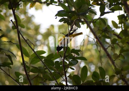 Das indische goldene Oriol auf einem Ast sitzend Stockfoto