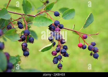 Saskatoon Beere oder Amelanhier , eine Pflanzengattung der Familie Rosa, Rosaceae, Laubstrauch. Beerenpinsel auf einem Hintergrund von Blättern Stockfoto