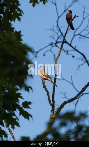 Eine Trauertaube, Zenaida macroura, und ein grauer Welsel, Dumetella carolinensis, die im Frühjahr, Sommer, Herbst, Pennsylvania, in einem Baum zusammenhalten Stockfoto