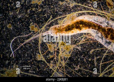 Mikroskopisch kleiner Borstenwurm aus der Gattung Stylaria (Familie Naididae), fotografiert in einer nährstoffreichen Süßwasserkultur. Nahaufnahme des Antes Stockfoto