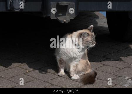 Langhaarige Tricolor-Katze sitzt in der Sonne halb unter einem Auto mit Zugpendelkupplung Stockfoto