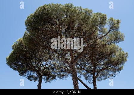 Ikonische Regenschirm- oder Sonnenschirmkiefern oder Pinus Pinea mit hohen und dünnen Stämmen, die weit verbreitete Nadeldächer hoch in der Luft in Rom unterstützen Stockfoto