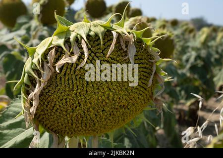 Nahaufnahme einer verwelkten Sonnenblumenblume bei sonnigem Tageslicht mit einem Feld von kargen und verblassten Sonnenblumen im Hintergrund Stockfoto