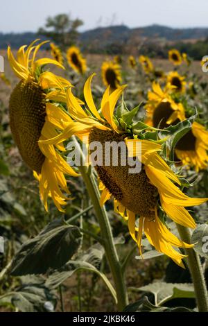 Schöne gelbe Sonnenblumen schräg von der Vorderseite vor dem Hintergrund eines Feldes voller Sonnenblumen und Berge in Frankreich gesehen. Die Blütenblätter flattern Stockfoto