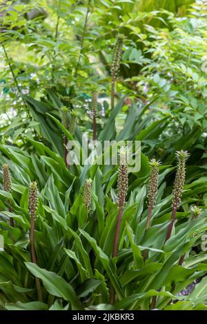 Eucomis 'Frank Lawley' (Ananaslilie), Blütenspitzen, die aus üppigem grünem Basalgrün hervorgehen Stockfoto