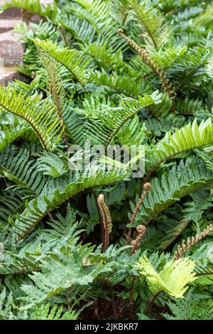 Blechnum chilense (auch bekannt als Chile blechnum), ein immergrüner Farn Stockfoto