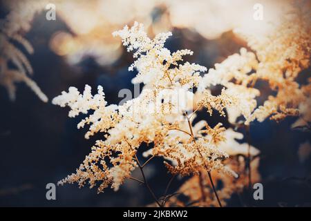 Schöne weiße flauschige Astilbe Blüten blühen im sonnigen Sommer. Die Schönheit der Natur. Stockfoto