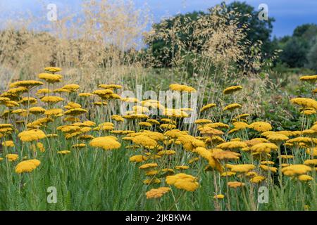 Achillea 'Coronation Gold' (Schafgarbe) mit Stipa gigantea Stockfoto