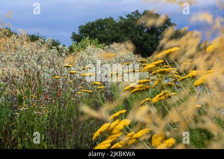 Achillea 'Coronation Gold' (Schafgarbe) mit Stipa gigantea, in einem naturalistischen Pflanzschema mit violetten und silbernen Pflanzen, niedriges Abendlicht Stockfoto