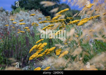 Achillea 'Coronation Gold' (Schafgarbe) mit Stipa gigantea, in einem naturalistischen Pflanzschema mit violetten und silbernen Pflanzen, niedriges Abendlicht Stockfoto