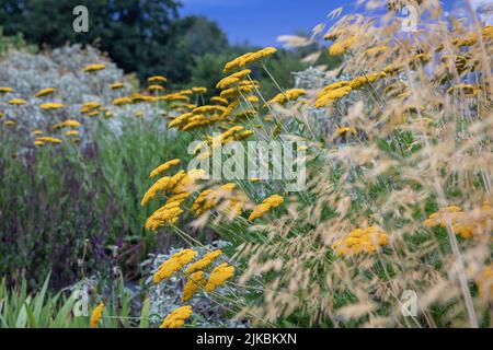 Achillea 'Coronation Gold' (Schafgarbe) mit Stipa gigantea, in einem naturalistischen Pflanzschema mit violetten und silbernen Pflanzen, niedriges Abendlicht Stockfoto