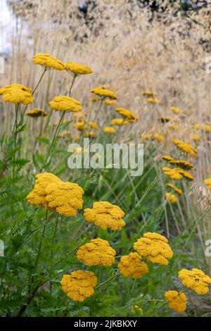 Achillea 'Coronation Gold' (Schafgarbe) mit Stipa gigantea Stockfoto