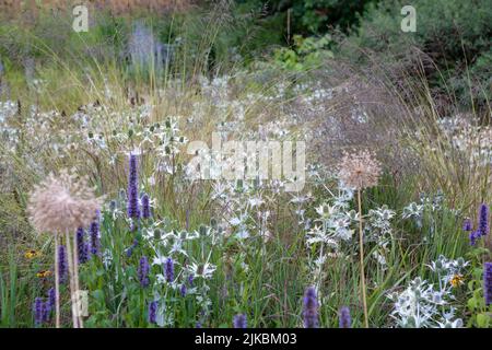 Eryngium giganteum 'Silver Ghost' mit Agastache, Allium-Saatköpfen, Molinia, Stipa gigantea, krautigen Stauden Pflanzschema in einem Gartenrand Stockfoto