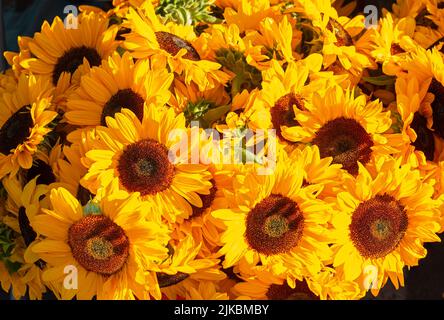 Ausstellung von frisch geschnittenen Sonnenblumen zum Verkauf auf einem lokalen Bauernmarkt Stockfoto