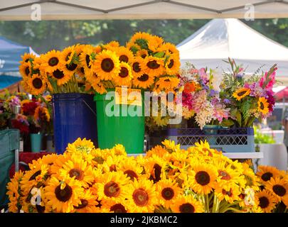 Ausstellung von frisch geschnittenen Sonnenblumen zum Verkauf auf einem lokalen Bauernmarkt Stockfoto