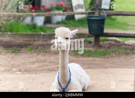 Ein lächelnder weißer Alpaka auf einer Farm mit einem verschwommenen Hintergrund auf Martha's Vineyard in Massachusetts. Stockfoto