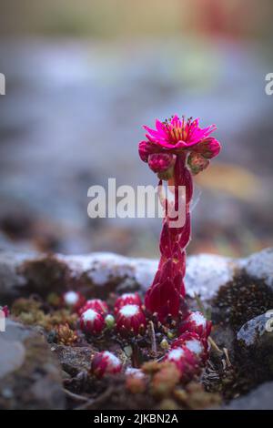 Sempervivum arachnoideum Blume wächst auf den Felsen auf einer Bergspitze Stockfoto
