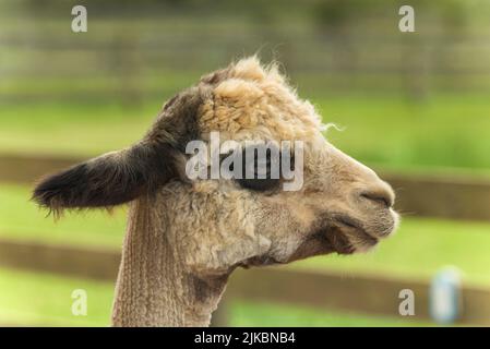 Ein brauner Alpaka auf einer Farm in Eichenholz blufft Massachusetts auf Martha's Vineyard an sonnigen Tagen. Stockfoto