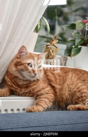 Niedliche Ingwerkatze mit bernsteinfarbenen Augen, die sich auf dem warmen Heizkörper aus der Nähe entspannen Stockfoto