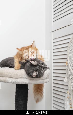 Graue und rote Katze auf dem Katzenbaum Kratzbaum oder Aktivitätszentrum für Katze zu Hause. Stockfoto